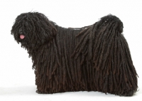 Picture of Australian Champion Puli