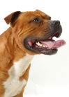 Picture of Australian Champion red American Staffordshire Terrier, looking ahead
