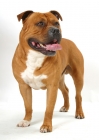 Picture of Australian Champion red American Staffordshire Terrier, standing