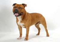 Picture of Australian Champion red American Staffordshire Terrier