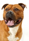 Picture of Australian Champion red American Staffordshire Terrier, looking away