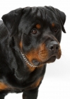 Picture of Australian Champion Rottweiler portrait