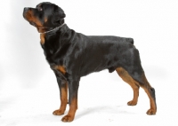 Picture of Australian Champion Rottweiler