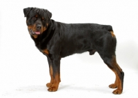 Picture of Australian Champion Rottweiler on white background