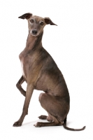 Picture of Australian Champion, sable Italian greyhound