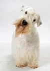 Picture of Australian Champion Sealyham Terrier, looking into the camera