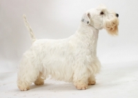 Picture of Australian Champion Sealyham Terrier, side view