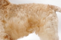 Picture of Australian champion Soft Coated Wheaten Terrier, coat close up