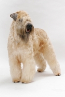 Picture of Australian champion Soft Coated Wheaten Terrier, full body