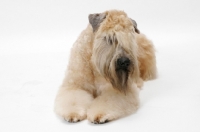 Picture of Australian champion Soft Coated Wheaten Terrier, in studio