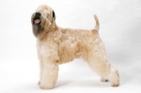 Picture of Australian champion Soft Coated Wheaten Terrier in studio