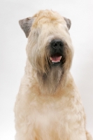 Picture of Australian champion Soft Coated Wheaten Terrier portrait
