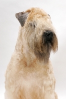 Picture of Australian champion Soft Coated Wheaten Terrier portrait