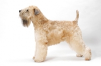 Picture of Australian champion Soft Coated Wheaten Terrier, posed