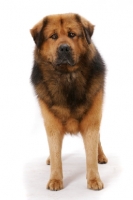 Picture of Australian Champion Tibetan Mastiff standing in studio