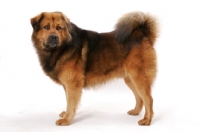 Picture of Australian Champion Tibetan Mastiff