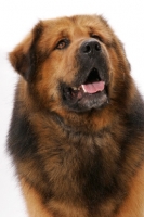 Picture of Australian Champion Tibetan Mastiff