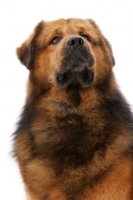 Picture of Australian Champion Tibetan Mastiff in studio