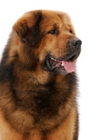 Picture of Australian Champion Tibetan Mastiff, looking away