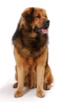 Picture of Australian Champion Tibetan Mastiff in studio