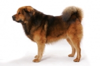 Picture of Australian Champion Tibetan Mastiff, posed