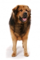 Picture of Australian Champion Tibetan Mastiff