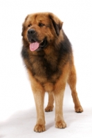 Picture of Australian Champion Tibetan Mastiff