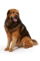 Picture of Australian Champion Tibetan Mastiff, sitting down