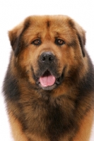 Picture of Australian Champion Tibetan Mastiff, head study, front view