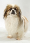 Picture of Australian Champion Tibetan Spaniel, White with Fawn Sable colour