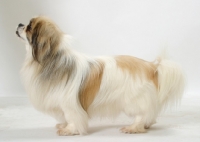 Picture of Australian Champion Tibetan Spaniel, White with Fawn Sable colour