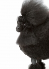 Picture of Australian Champion Toy Poodle on white background
