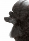 Picture of Australian Champion Toy Poodle on white background, profile