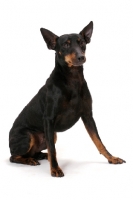 Picture of Australian Champion Toy terrier, sitting down