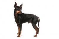 Picture of Australian Champion Toy terrier on white background