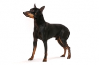 Picture of Australian Champion Toy terrier in studio