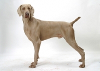 Picture of Australian Champion Weimaraner on white background