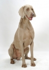 Picture of Australian Champion Weimaraner sitting on white background