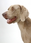 Picture of Australian Champion Weimaraner on white background, portrait