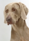 Picture of Australian Champion Weimaraner on white background