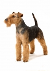 Picture of Australian Champion Welsh Terrier