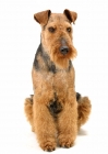 Picture of Australian Champion Welsh Terrier sitting down