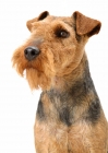 Picture of Australian Champion Welsh Terrier portrait