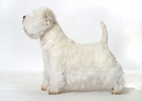 Picture of Australian Champion West Highland White on white background