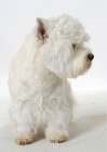 Picture of Australian Champion West Highland White on white background, looking away