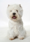 Picture of Australian Champion West Highland White on white background, front view