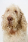 Picture of Australian Champion White & Orange Italian Spinone, headshot