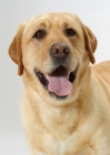 Picture of Australian Champion yellow Labrador, portrait