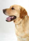 Picture of Australian Champion yellow Labrador