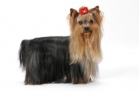 Picture of Australian Champion Yorkie